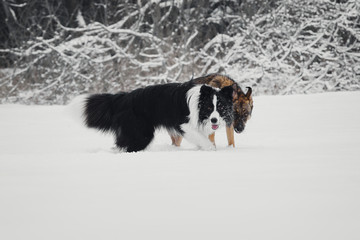 Border Collie plays with mongrel in snow