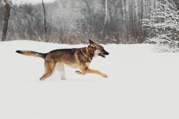 Winter portrait of a mongrel