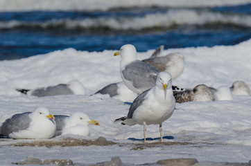 GULLS - Birds on a snow-covered sea beach