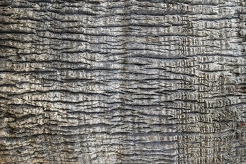 Tree.The bark of an old tree.Natural texture.Marmaris.Turkey 