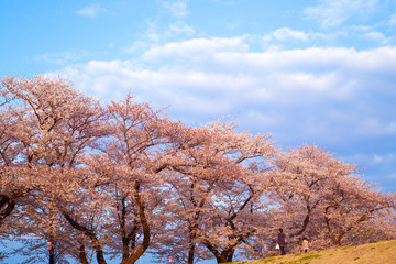 Fototapeta premium 桜並木