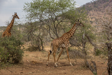 Giraffe