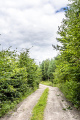 Fototapeta na wymiar Road in spring green forest, landscape
