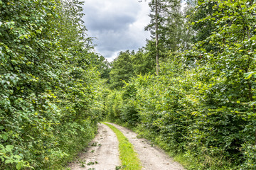 Path through green forest in spring, landscape