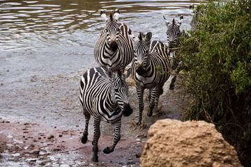 Fototapeta na wymiar Zebras beim Durchqueren eines Flusses