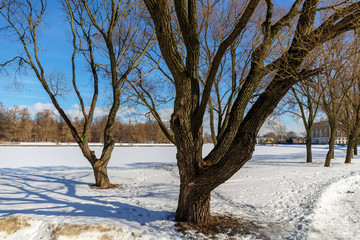 trees in a winter