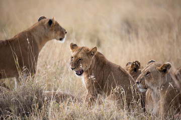 Löwenrudel - Serengeti - Tansania