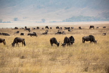 Gnuherde im Ngorongoro-Krater - Tansania