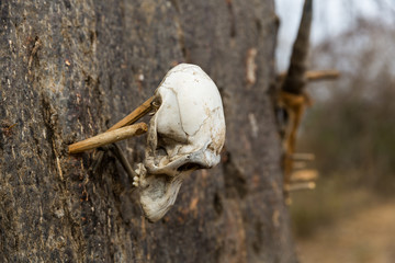 Schmanistischer Ritualgegenstand - Affenschädel - Naturvölker - Afrika