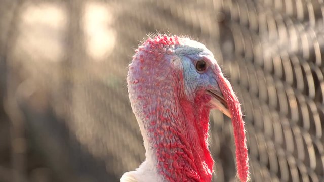 Turkey Close-Up, Turkey In Farm