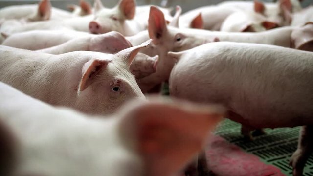 A small piglet in the farm. group of pigs waiting feed. swine in the stall.