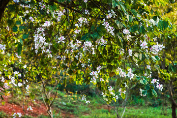 Beautiful Bauhinia variegata flowers in blooming season at Dien Bien, Vietnam