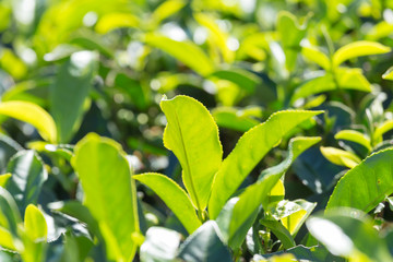 Green tea leaves in a tea plantation
