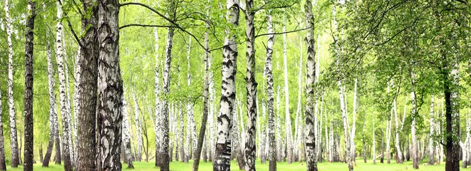 Foto op Canvas Prachtig landschap met witte berken. Berkenbomen in de felle zon. Berkenbos in de herfst. De stammen van berkenbomen met witte schors. Berken boomstammen. Prachtig panorama. © yarbeer