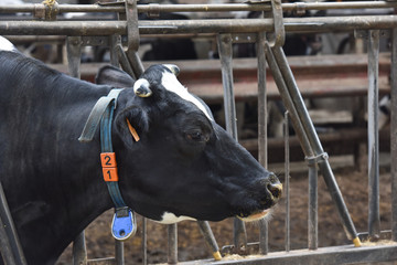 agriculture elevage bovin viande lait vaches betail environnement detecteur robot traite