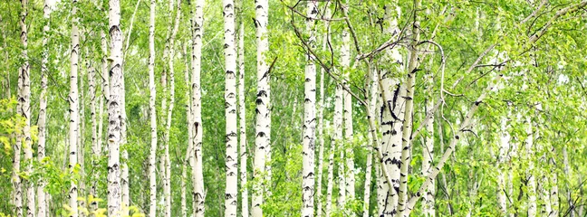 Foto op Plexiglas Prachtig landschap met witte berken. Berkenbomen in de felle zon. Berkenbos in de herfst. De stammen van berkenbomen met witte schors. Berken boomstammen. Prachtig panorama. © yarbeer