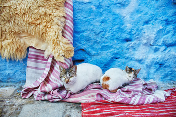 Beautiful stray cats sleep and walk in the streets of Morocco. Beautiful fairy-tale streets of Morocco and cats living on them. Lonely homeless cats