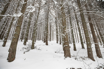 Fototapeta premium Winter forest