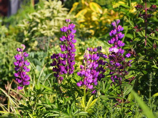 Lupinus 'Camelot Blue' - Hybrid Lupine