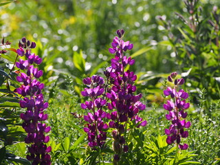 Fototapeta premium Lupinus 'Camelot Blue' - Hybrid Lupine