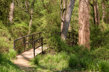 A footbridge in a green forest