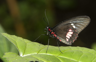 Arcas Cattleheart Butterfly