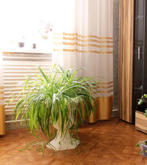 Living room. Plants in the house. Large pot on the floor