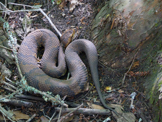 Cottonmouth or water moccasin snake coiled on the ground