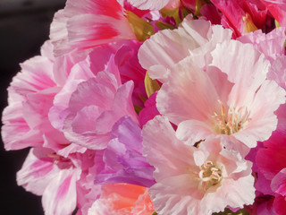 Closeup of pink azalea flowers