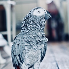 African Grey Parrot
