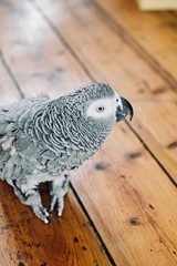 African Grey Parrot