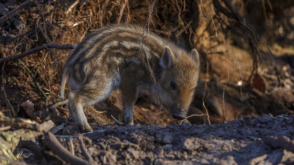 Young wild Boar