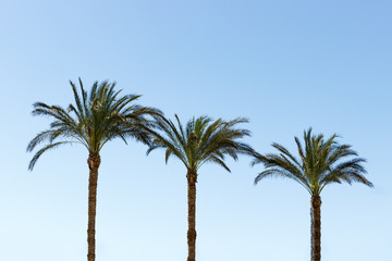 Fototapeta premium Three palm trees against a blue sky