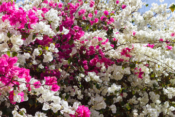 tropical pink and white bougainvillea flowers background