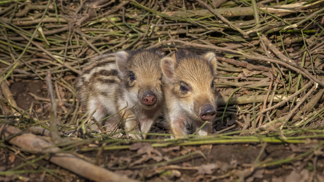 Young wild Boar