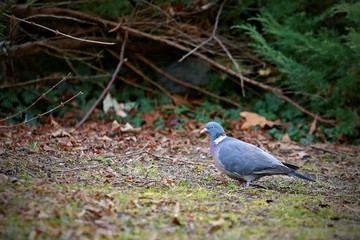 European wood pigeon (Columba palumbus), grey color with white spot on neck, walking on grass looking for food in a city park, Europe