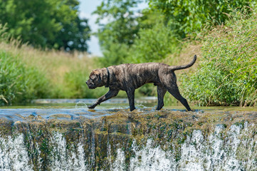 Bullmastiff im Profil