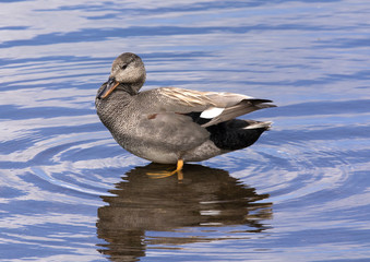 Gadwall