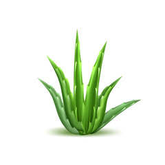 Vector aloe vera realistic plant skincare cosmetic