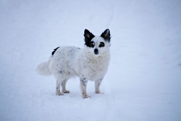 Little funny dog looking around while walking in the winter. Pet on a walk.