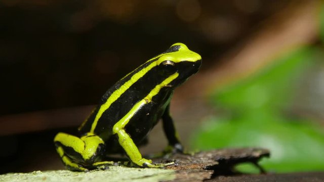 Amazonian Yellow Dendrobates Truncatus Frog