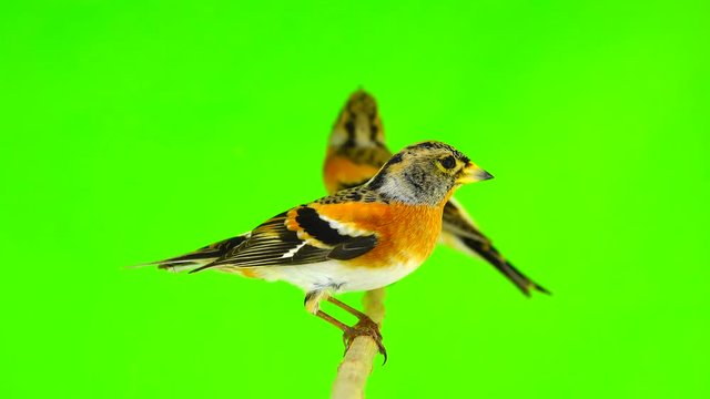 two Brambling (Fringilla montifringilla) sits on a branch isolated on a green screen