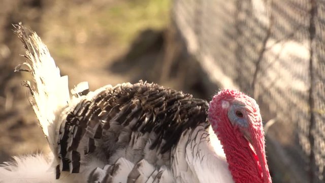 turkey on a farm