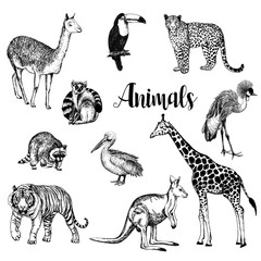 Big set of hand drawn sketch style leopard, tiger, llama, lemur, raccoon, kangaroo, giraffe, pelican, toucan and crowned crane isolated on white background. Vector illustration.