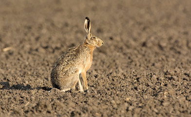 Hare