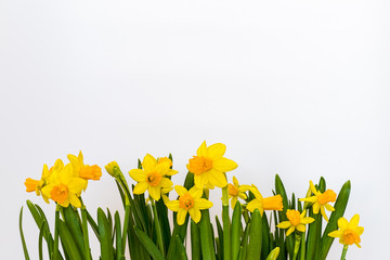 Vivid yellow spring daffodils isolated on the white background