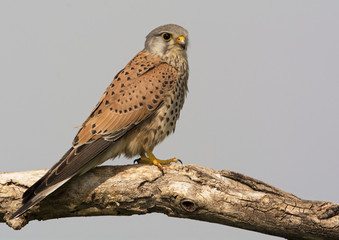 Kestrel