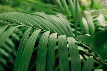 palm leaf of subtropics