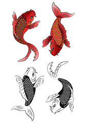 two koi fish tattoo