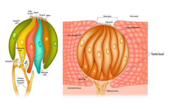 Taste Bud Structure  In The Human Tongue. Taste Receptor Cells